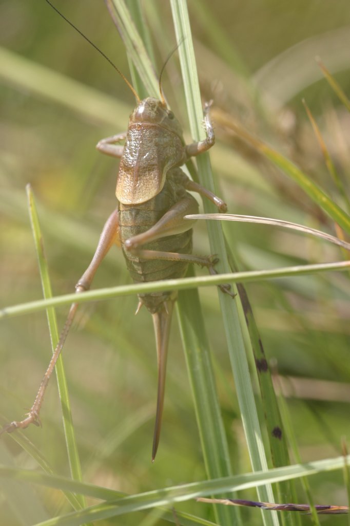 obrzek